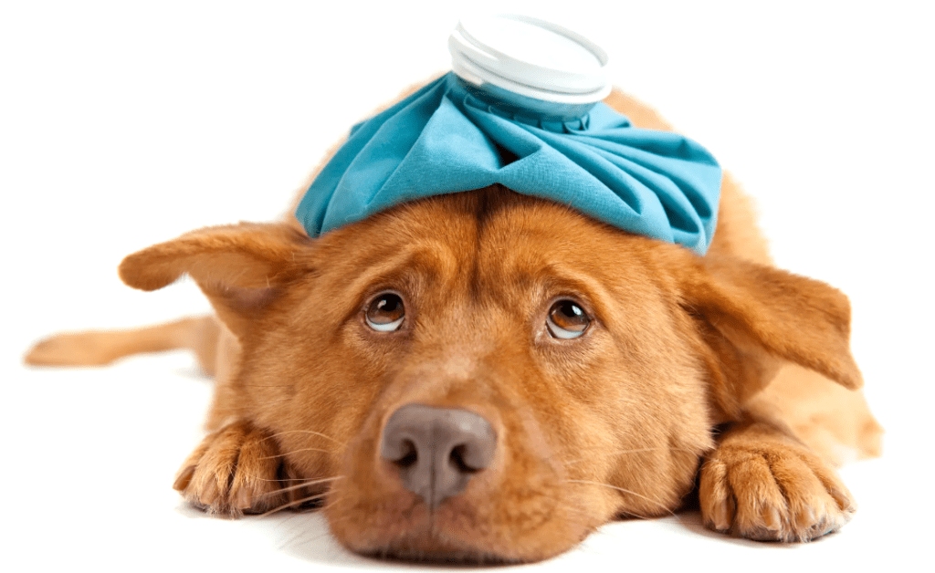 how to tell if your dog is sick