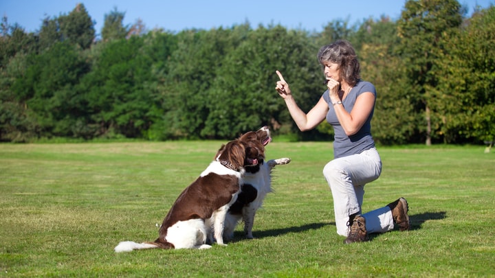 How Much Do Dog Trainers Make?