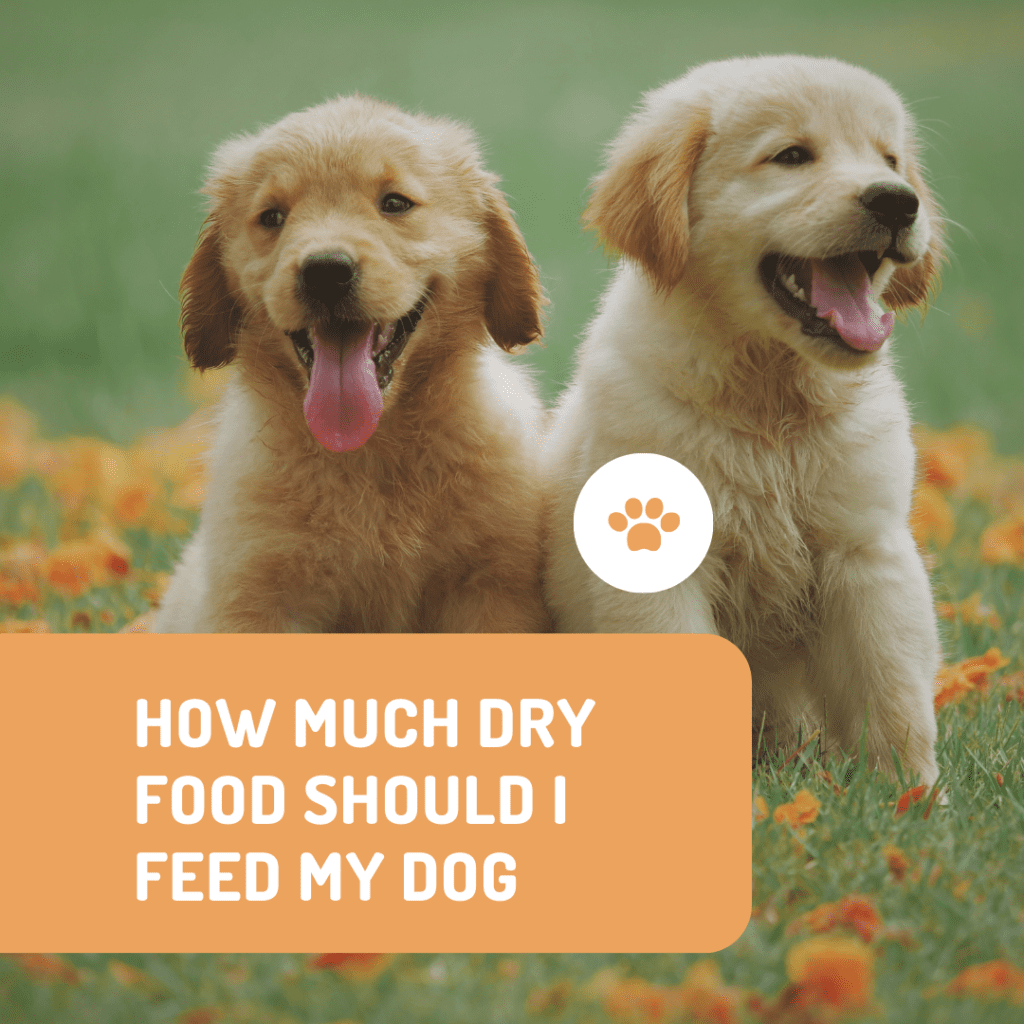 How Much Dry Food Should I Feed My Dog