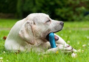 dog toys for aggressive chewers