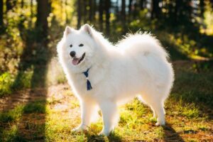 big white dog breed