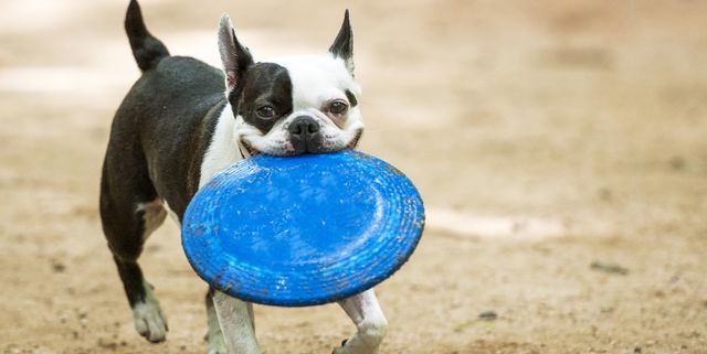 black and white dog names