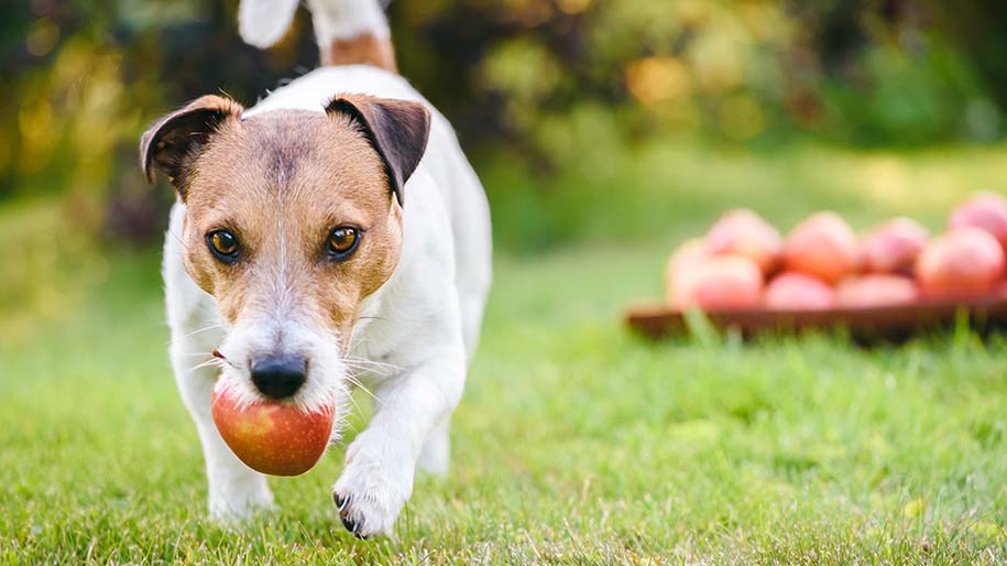 can dogs have apples