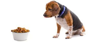 low fat dog food