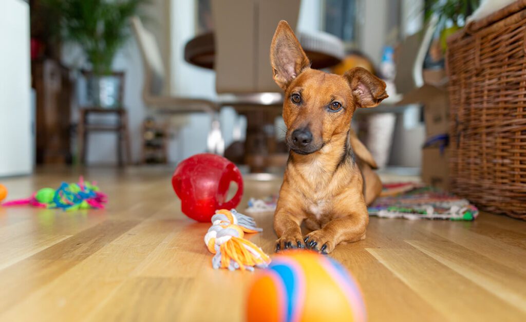 dog activity toy