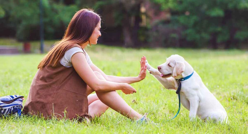 training a lab puppy