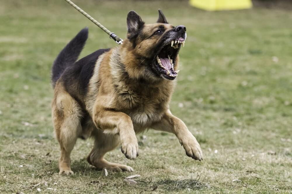 dog barking at night