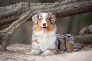 how much is an australian shepherd puppy