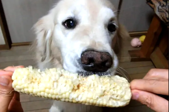 can dogs eat corn cobs