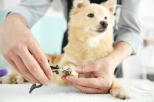 how to keep dog nails short without clipping