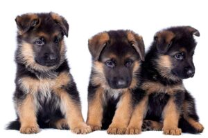 different types of german shepherds