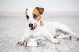 How long does it take for dogs to digest food