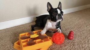 toys to keep dogs busy