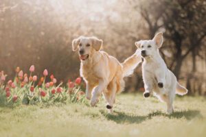 why a dog may run away from a new puppy