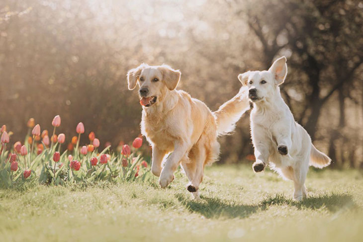 why a dog may run away from a new puppy