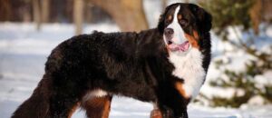 bernese mountain dog