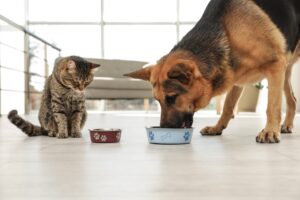 Best Dog Food for German Shepherds