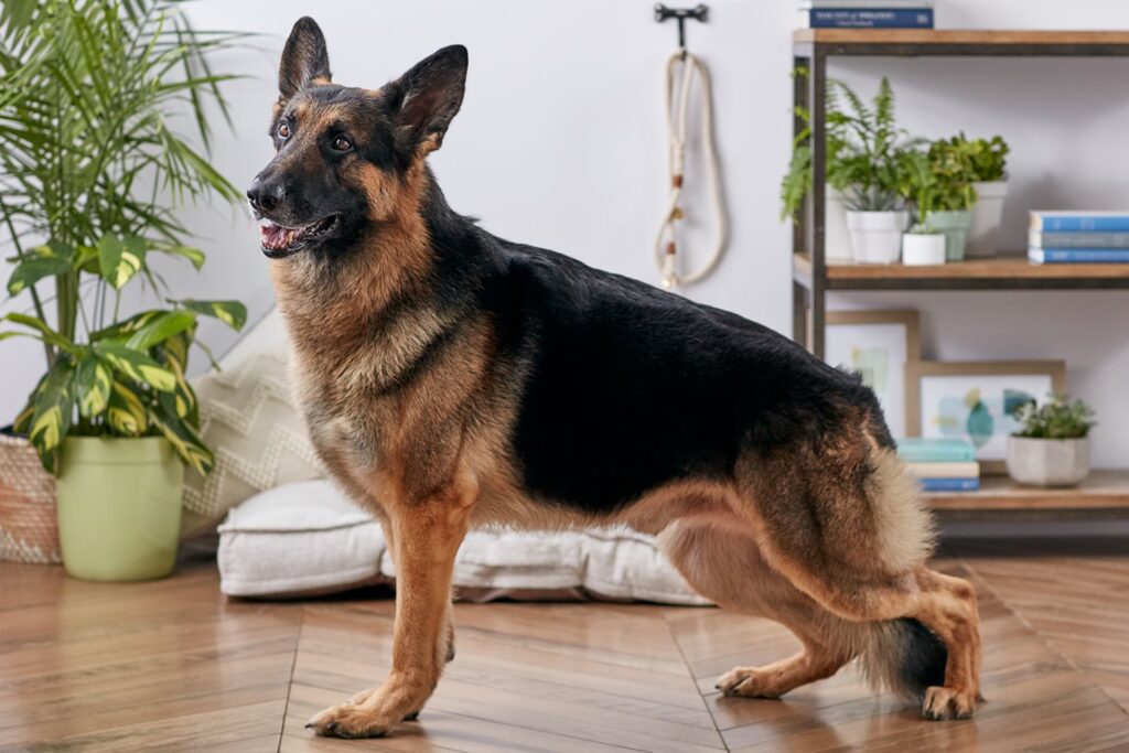 how long do german shepherds live