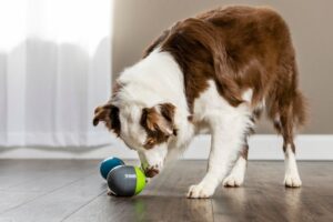 Rolling Balls for Dogs