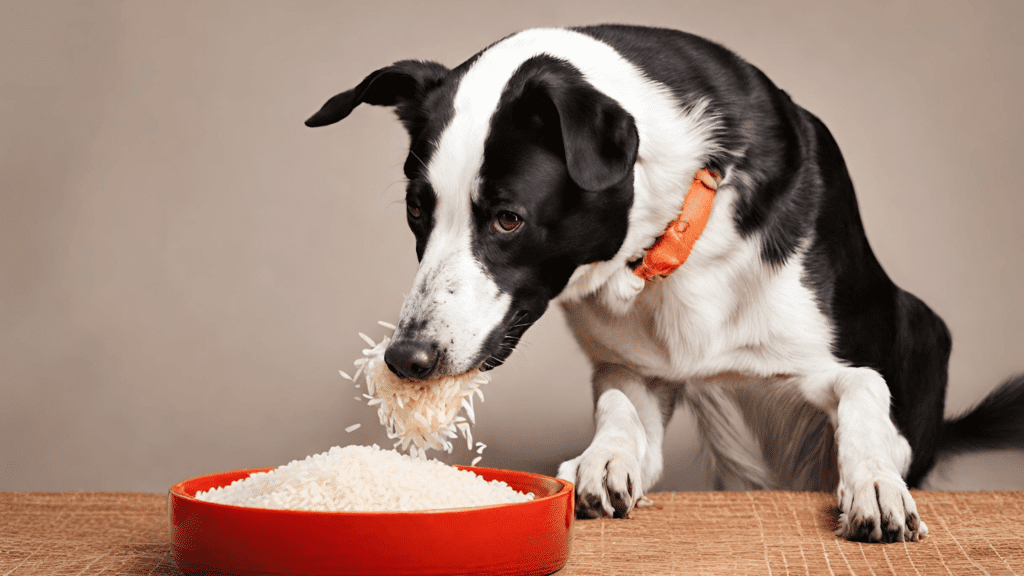 can dogs eat rice