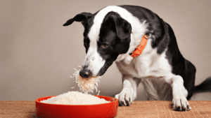 can dogs eat rice