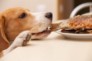 Can dogs eat fried fish