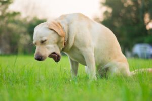 dog threw up yellow liquid and died