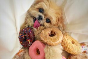 if you give a dog a donut