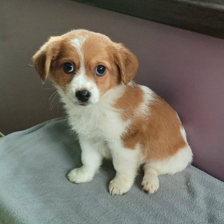 small dogs for adoption near me