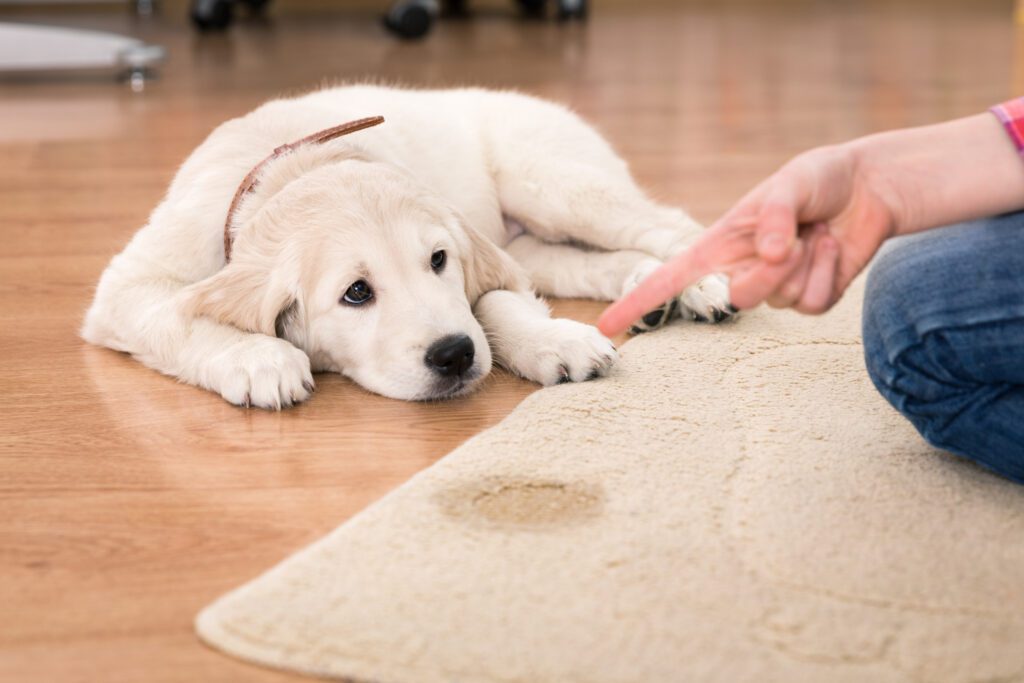 how to discipline a puppy