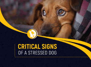 Signs of Stress in a Dog