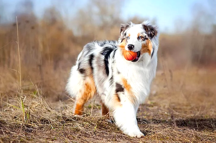 Australian Shepherd Dog Breed