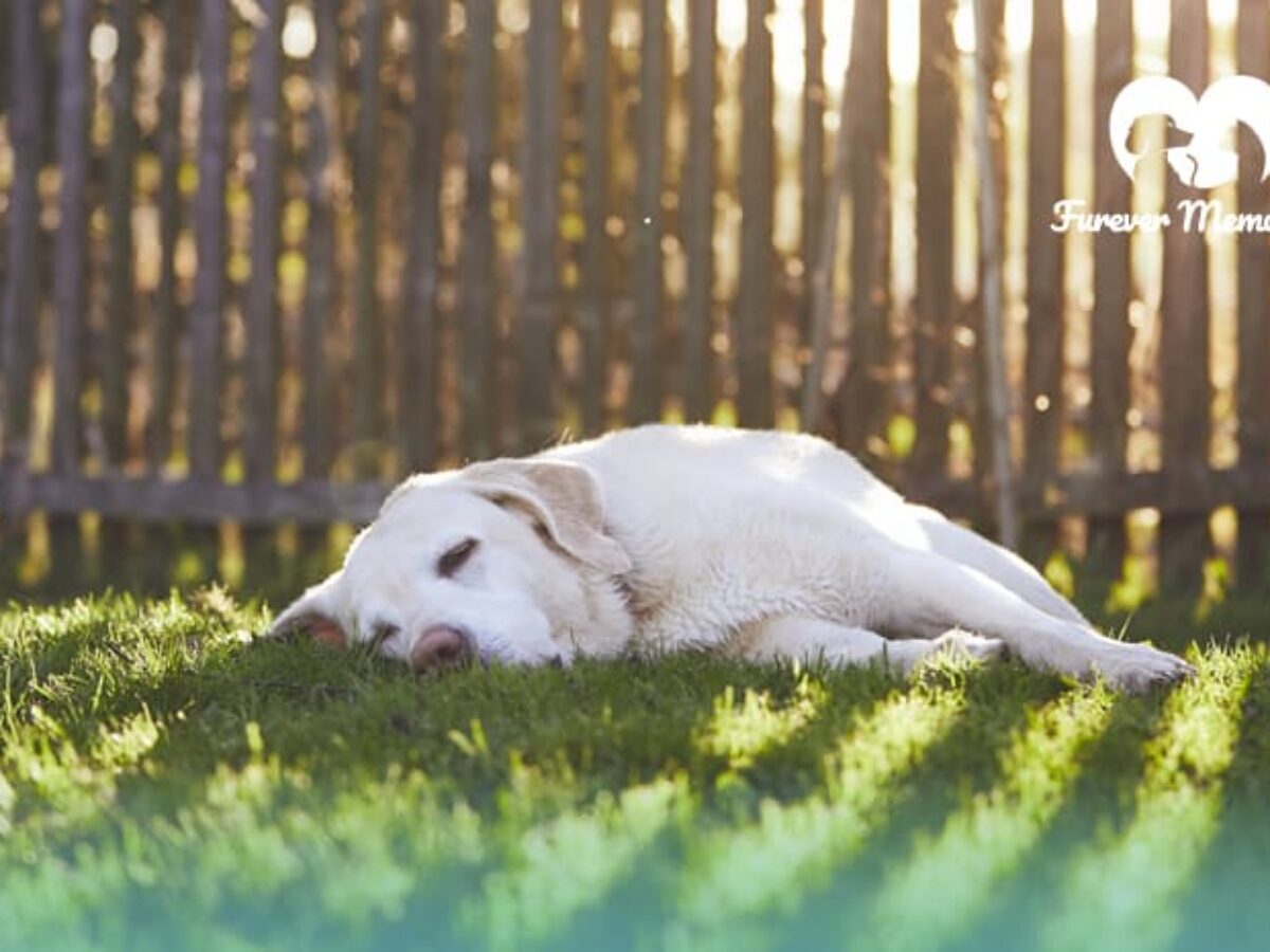 How Long Can A Dog Go Without Eating Understanding Canine Hunger Tolerance
