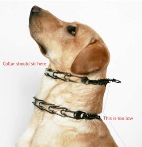 How Tight Should a Dog Collar Be