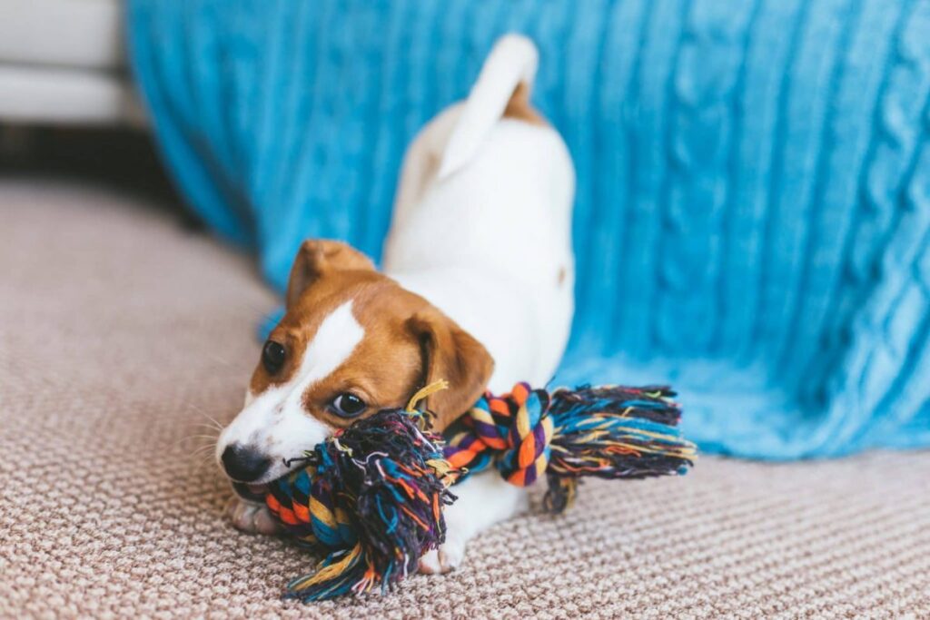 toys to keep dog busy while at work