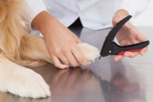 how to trim puppy nails