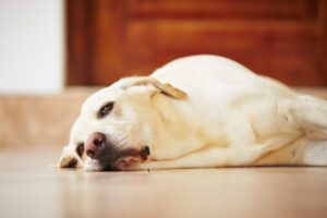 Home Remedies for Dog Diarrhea